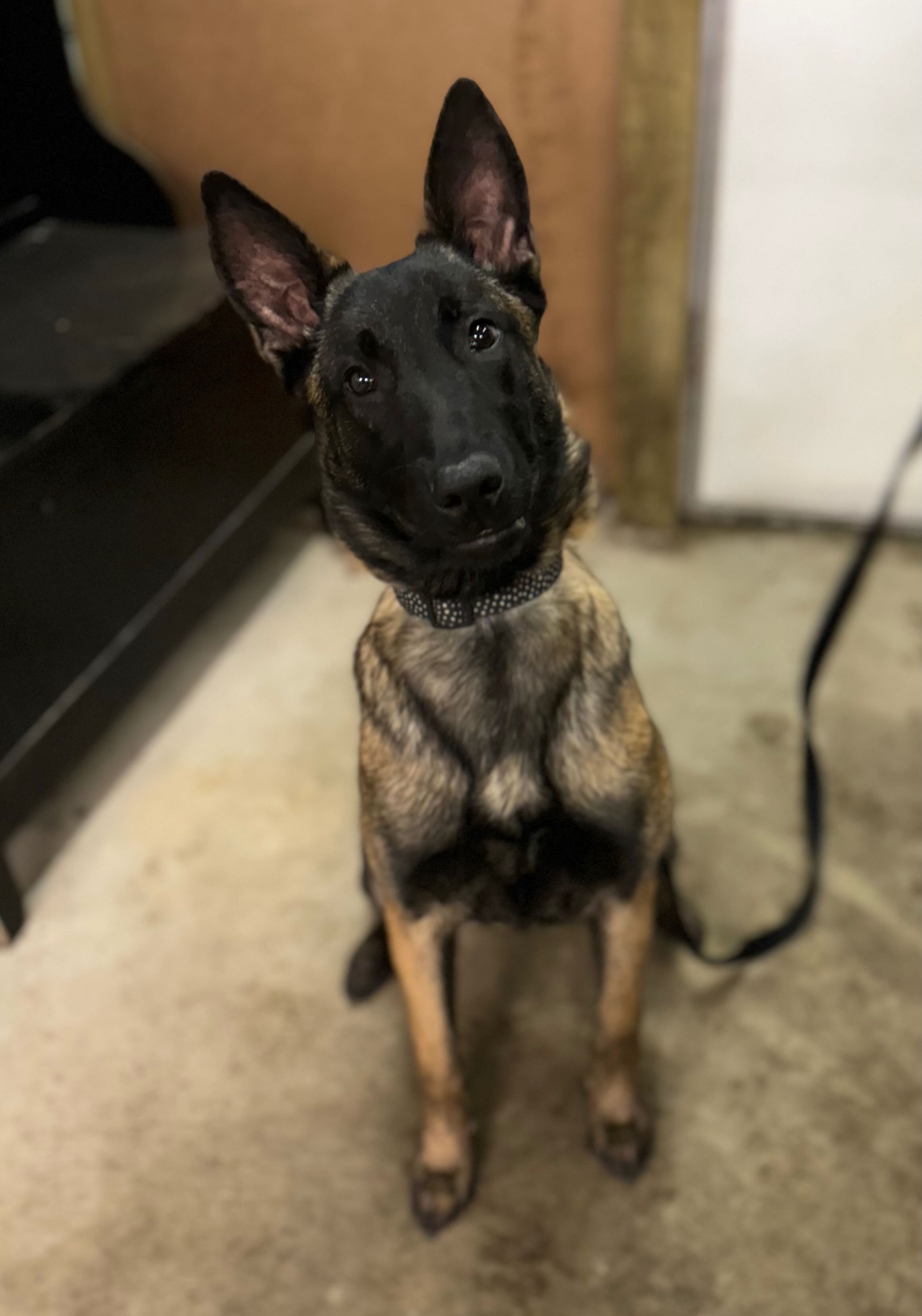 Puppy training image